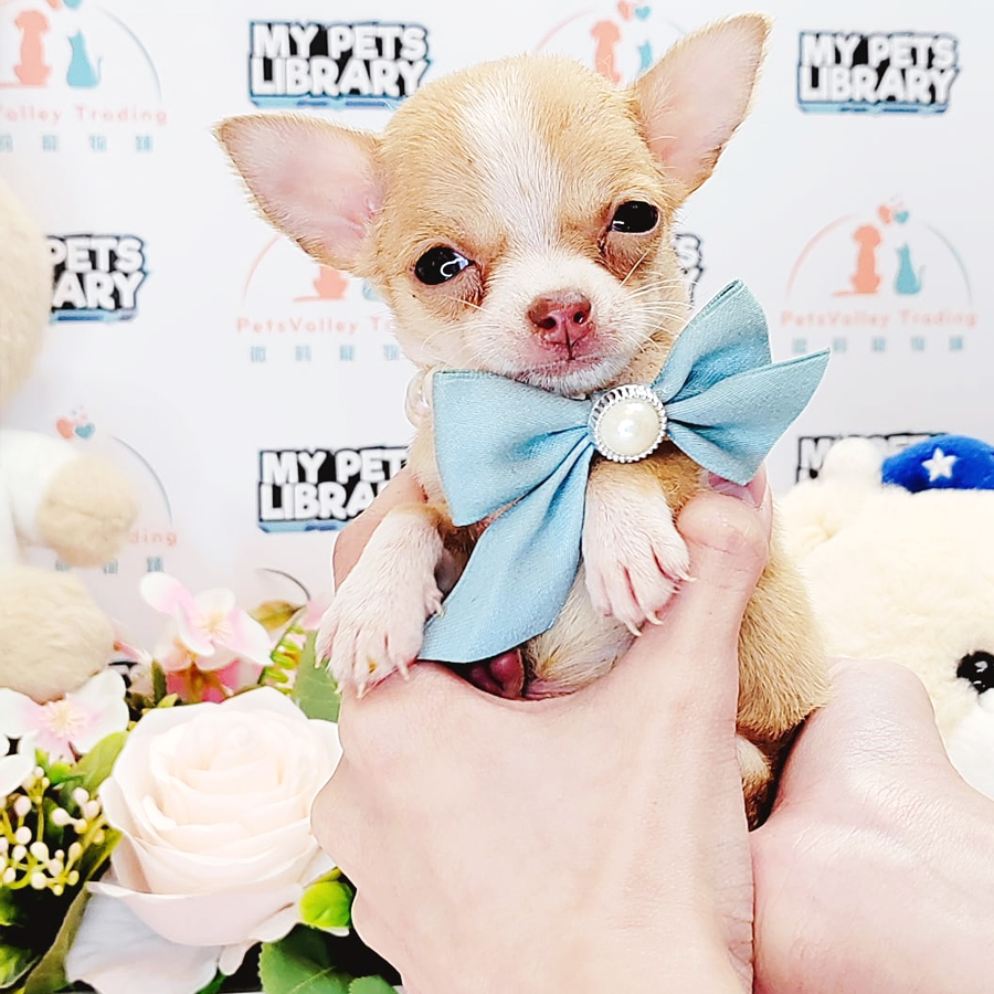 Chihuahua Puppy (Male) For Sale