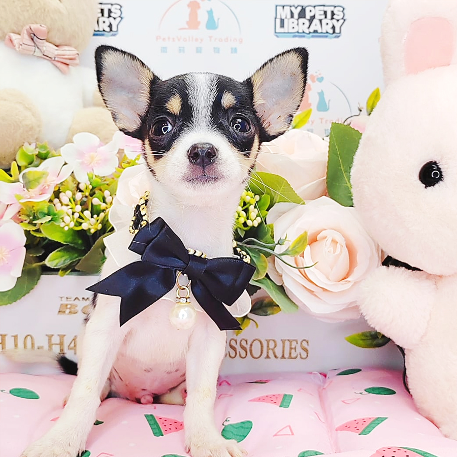 Chihuahua Puppy (Male) For Sale