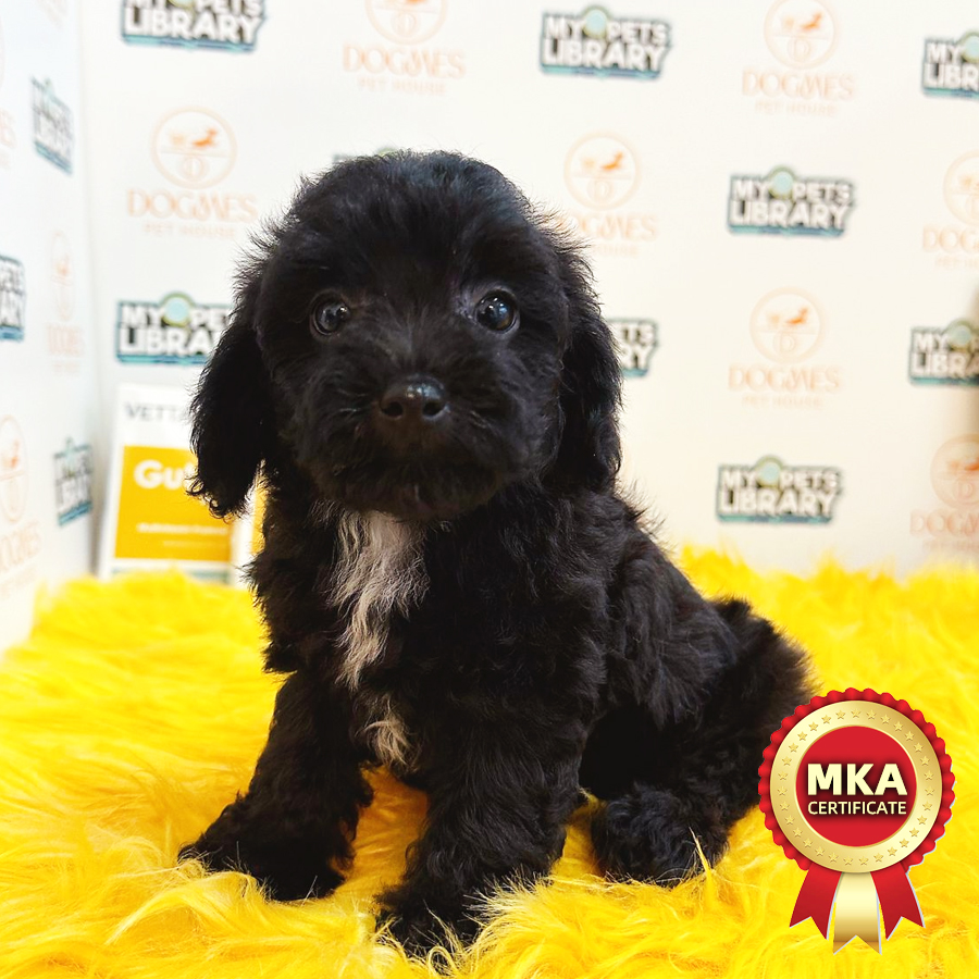 MKA Toy Poodle Puppy (Female) For Sale