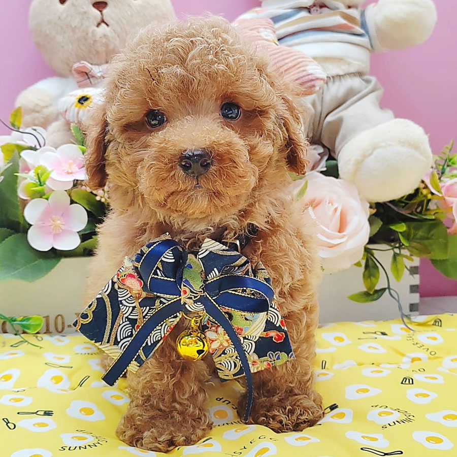 Toy Poodle Puppy (Male) For Sale