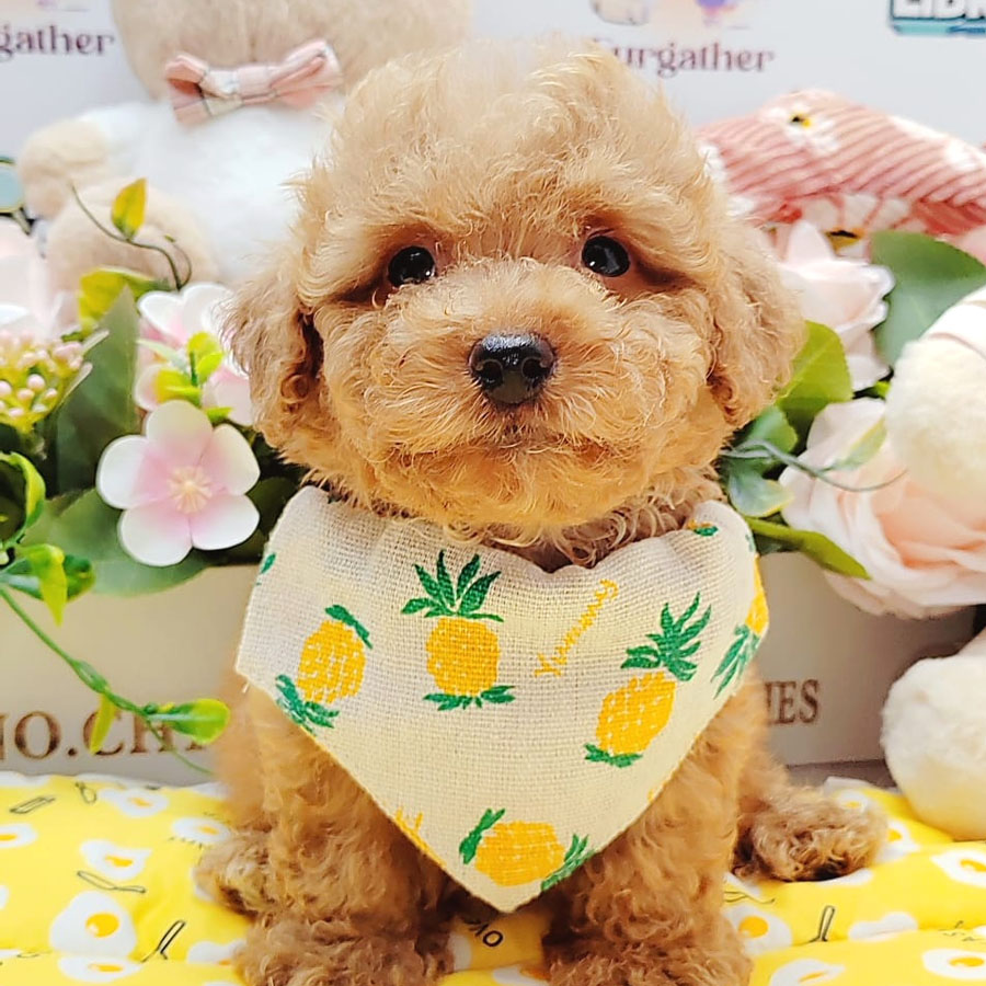 Toy Poodle Puppy (Male) For Sale
