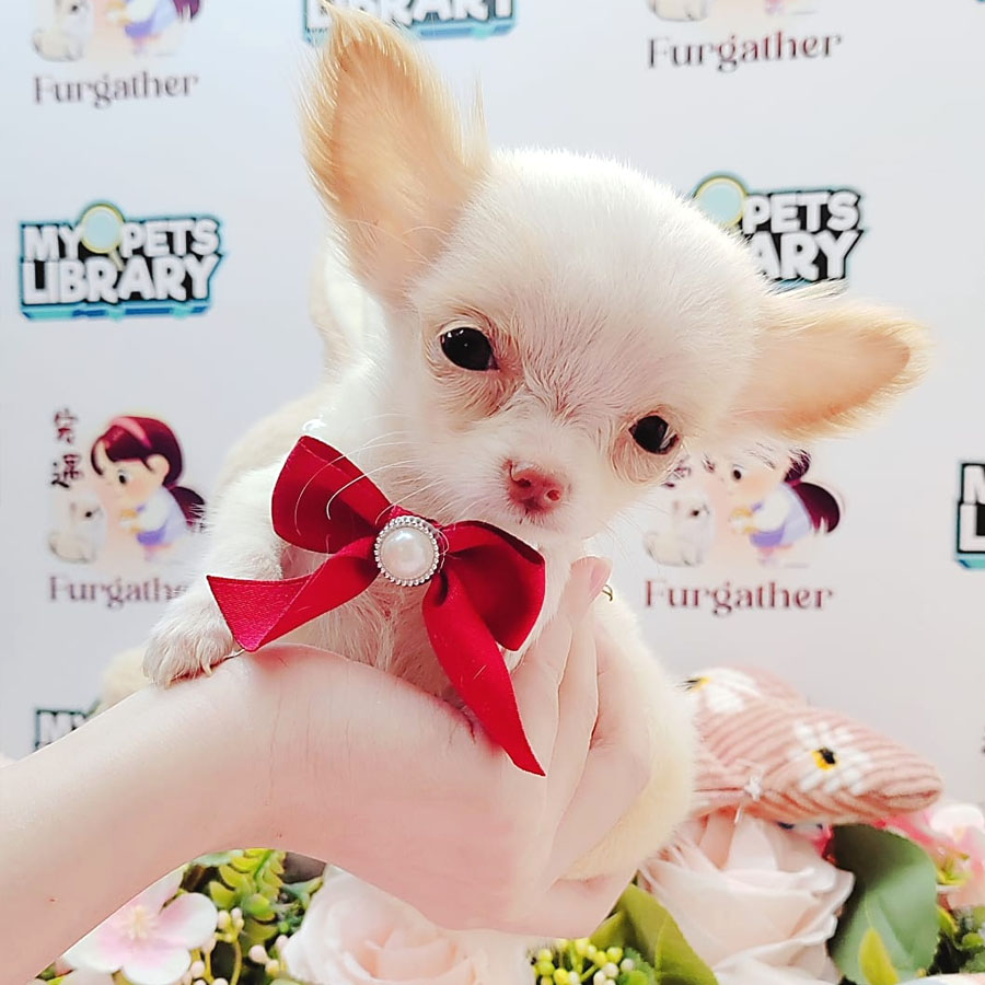 Chihuahua Puppy (Female) For Sale