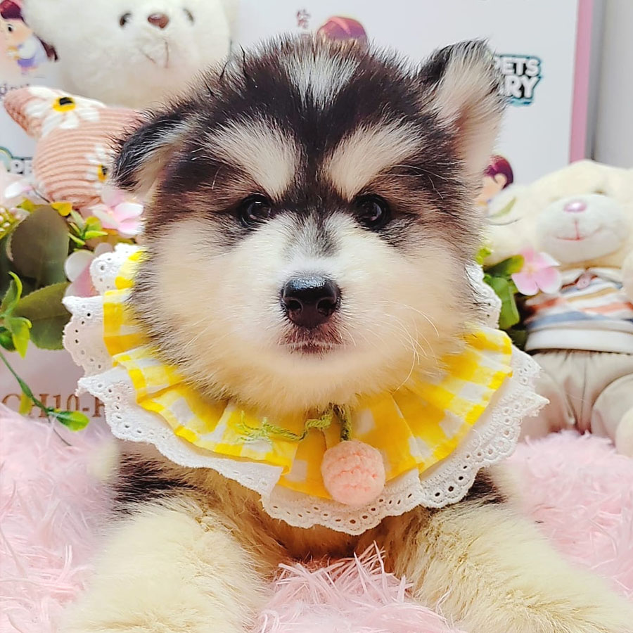 Wooly Husky Puppy (Female) For Sale