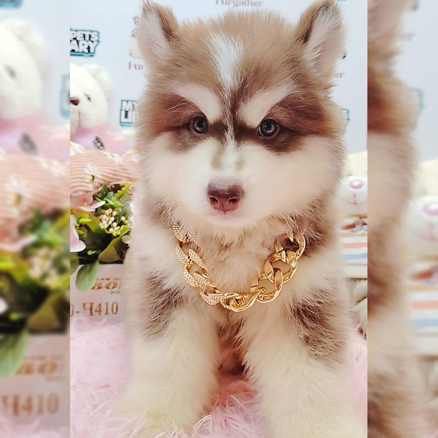 Wooly Husky Puppy (Male) For Sale