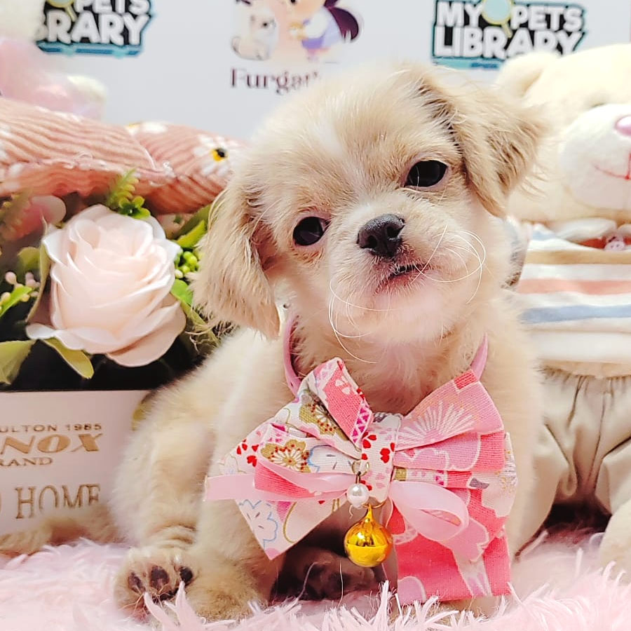 Peekapoo Puppy (Male) For Sale