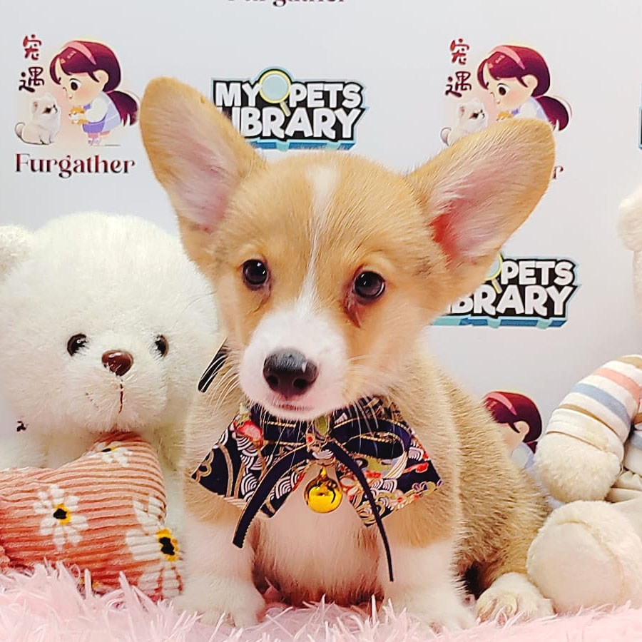 Welsh Corgi Puppy (Male) For Sale