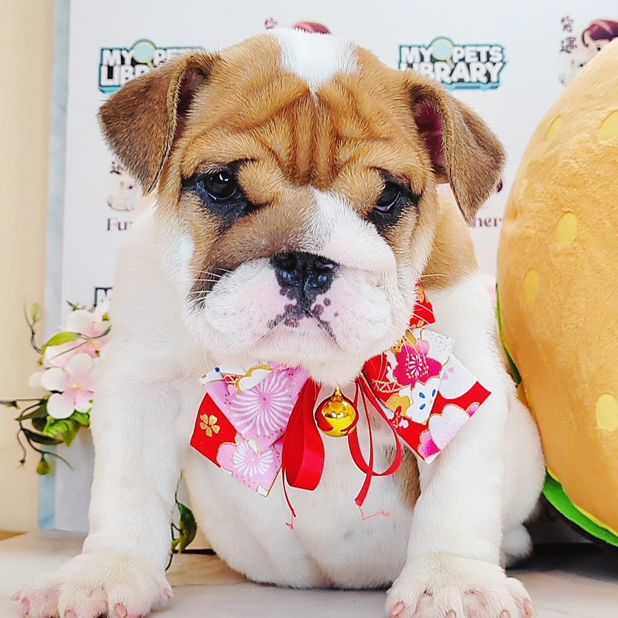 English Bulldog Puppy (Female) For Sale
