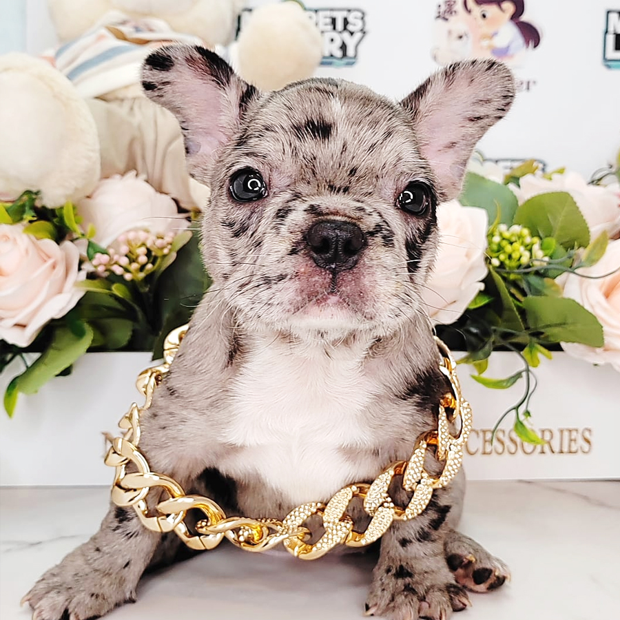 French Bulldog Puppy (Female) For Sale
