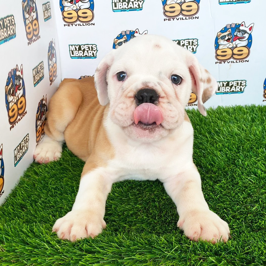 English Bulldog Puppy (Male) For Sale