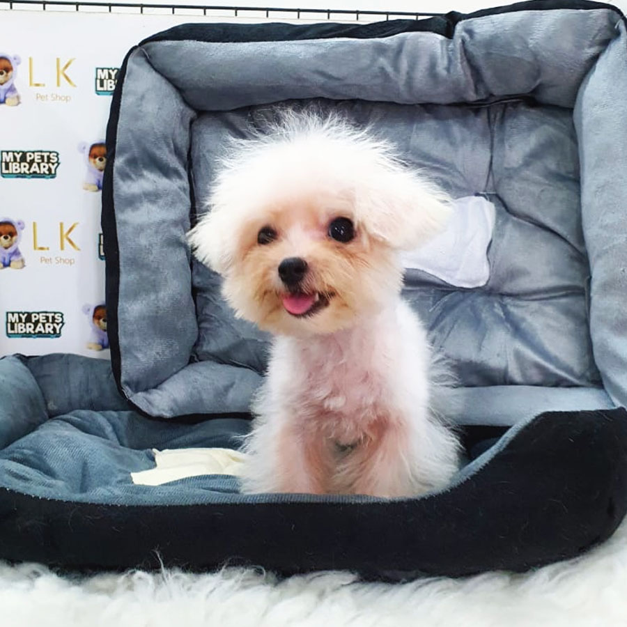 Tiny Poodle Puppy (Female) For Sale