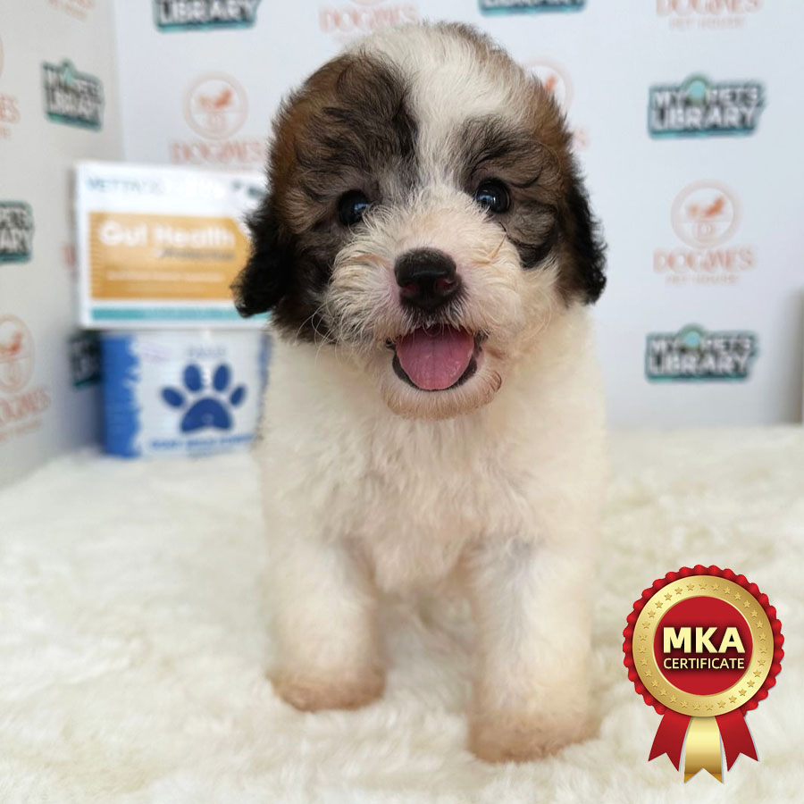 MKA Toy Poodle Puppy (Female) For Sale