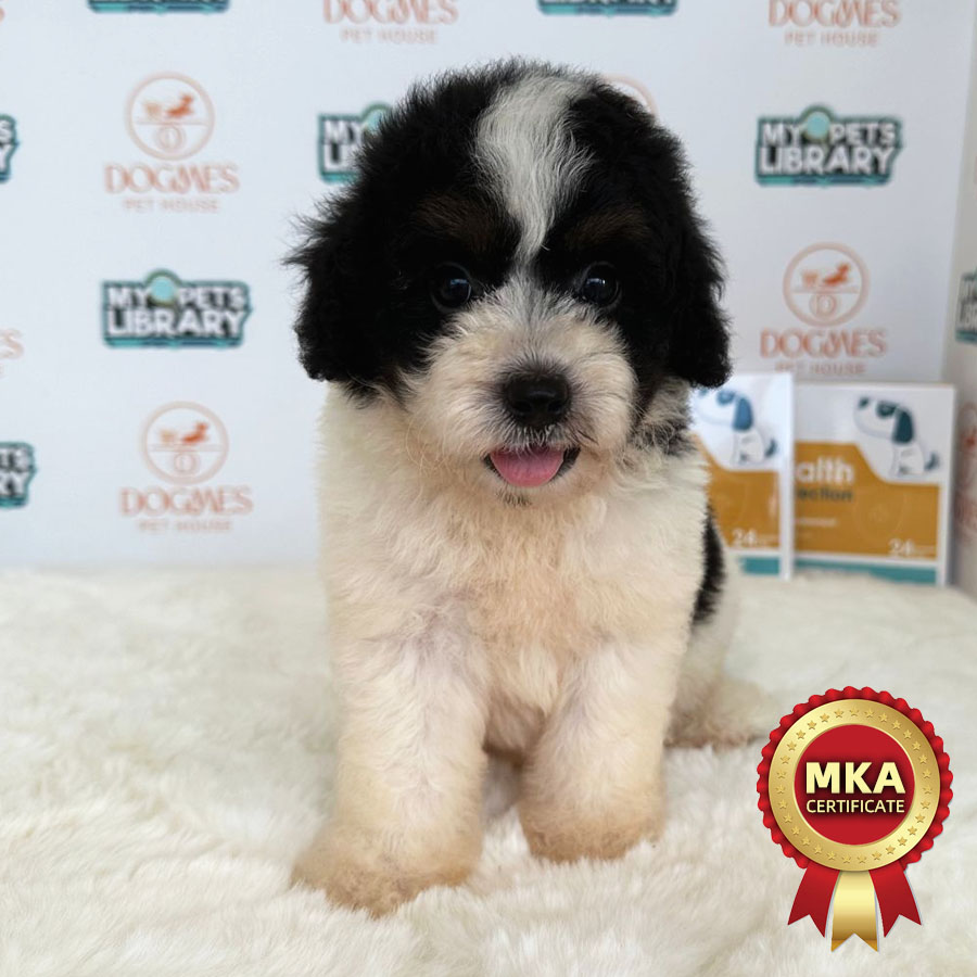 MKA Toy Poodle Puppy (Male) For Sale