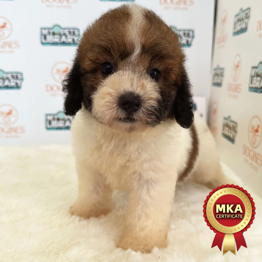 MKA Toy Poodle Puppy (Female) For Sale