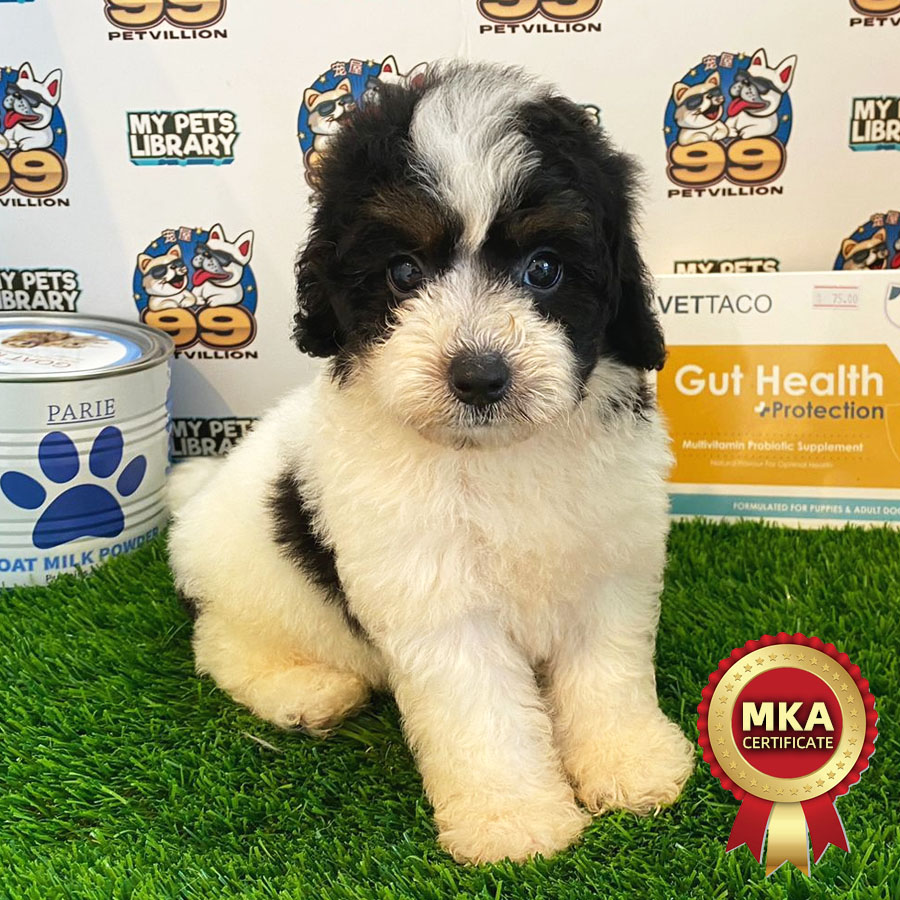 MKA Toy Poodle Puppy (Male) For Sale