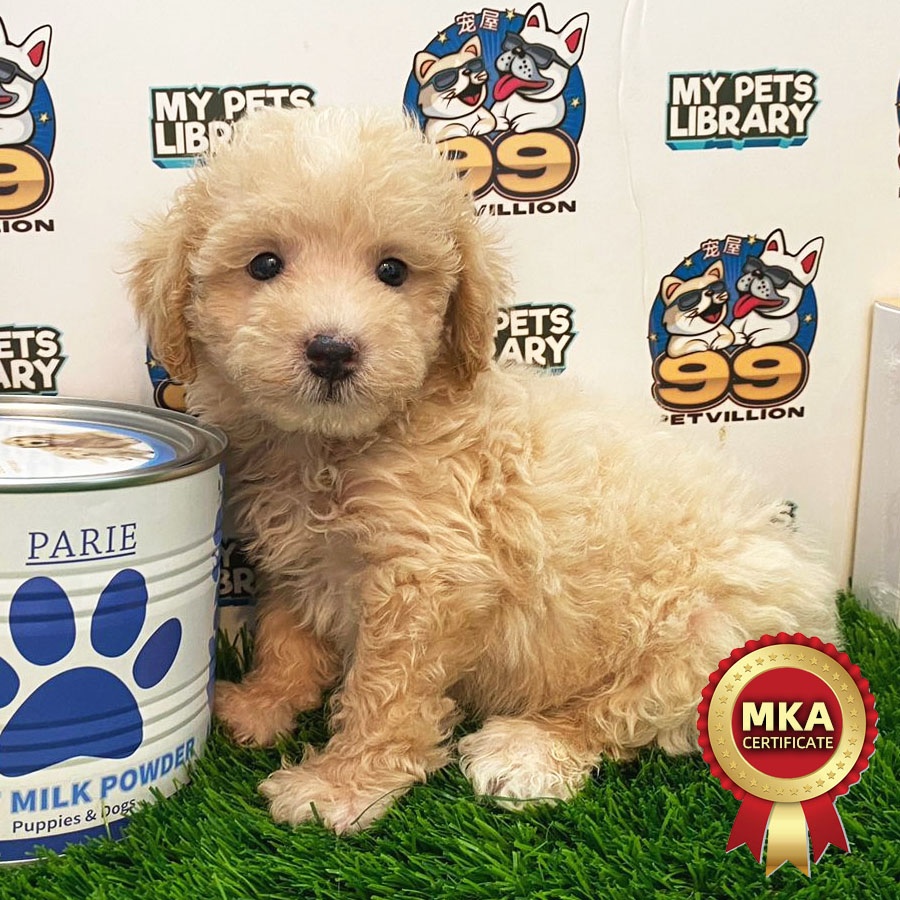 MKA Toy Poodle Puppy (Male) For Sale
