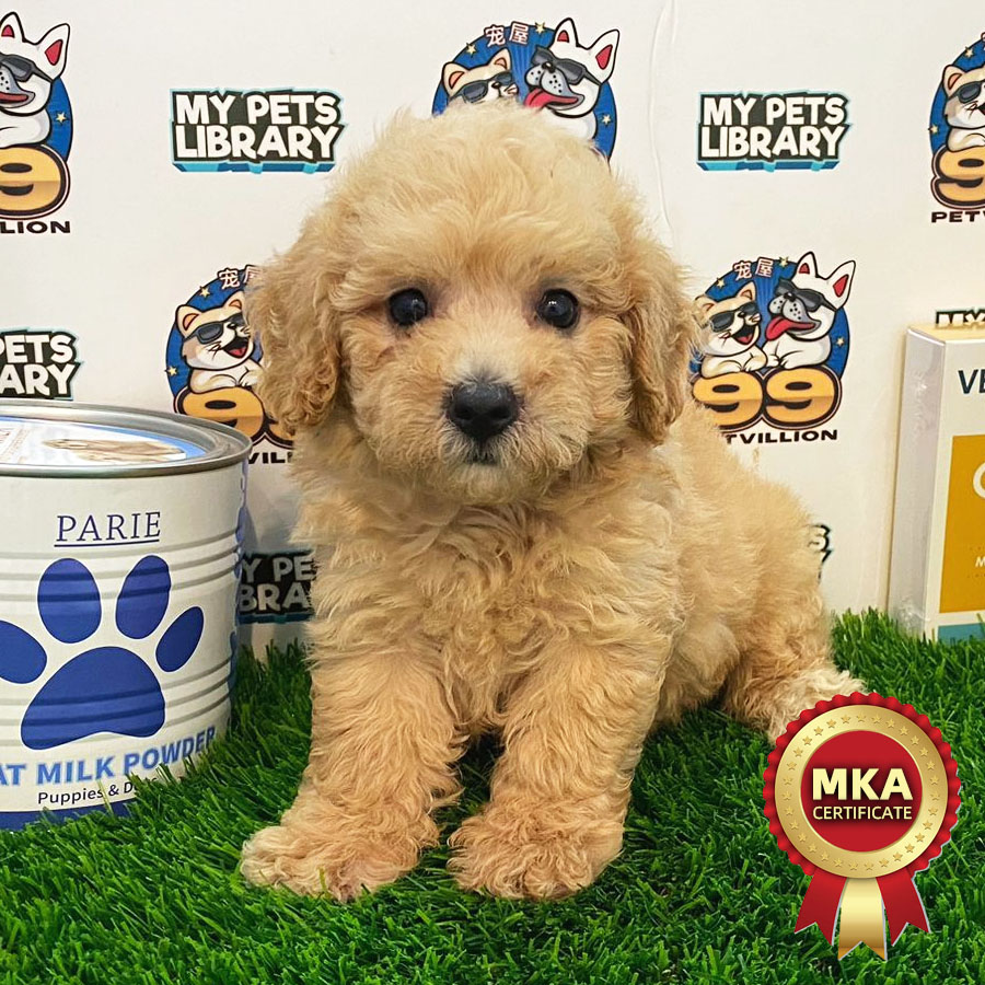 MKA Toy Poodle Puppy (Female) For Sale