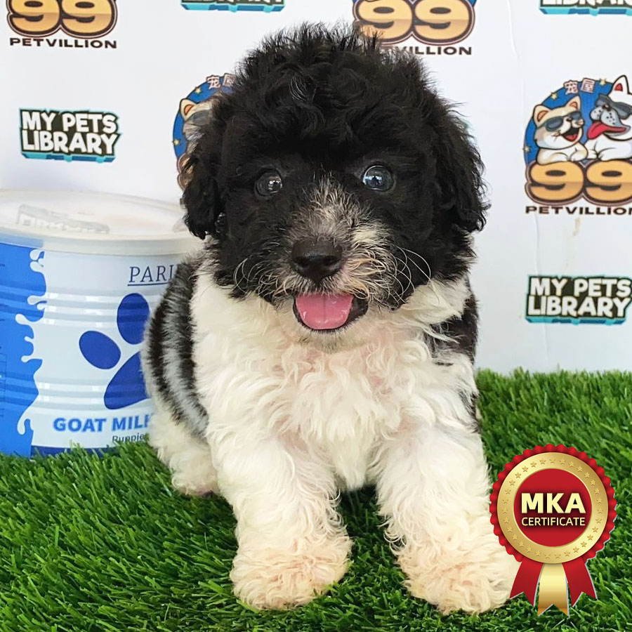 MKA Toy Poodle Puppy (Male) For Sale