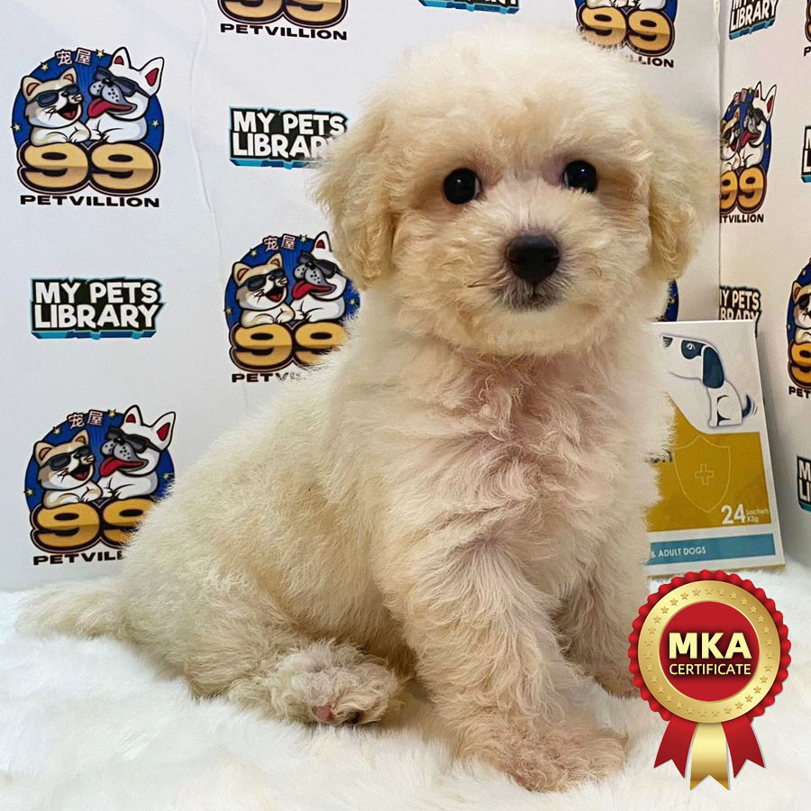MKA Toy Poodle Puppy (Male) For Sale