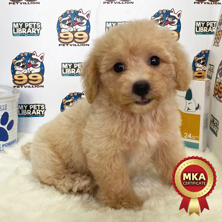 MKA Toy Poodle Puppy (Male) For Sale