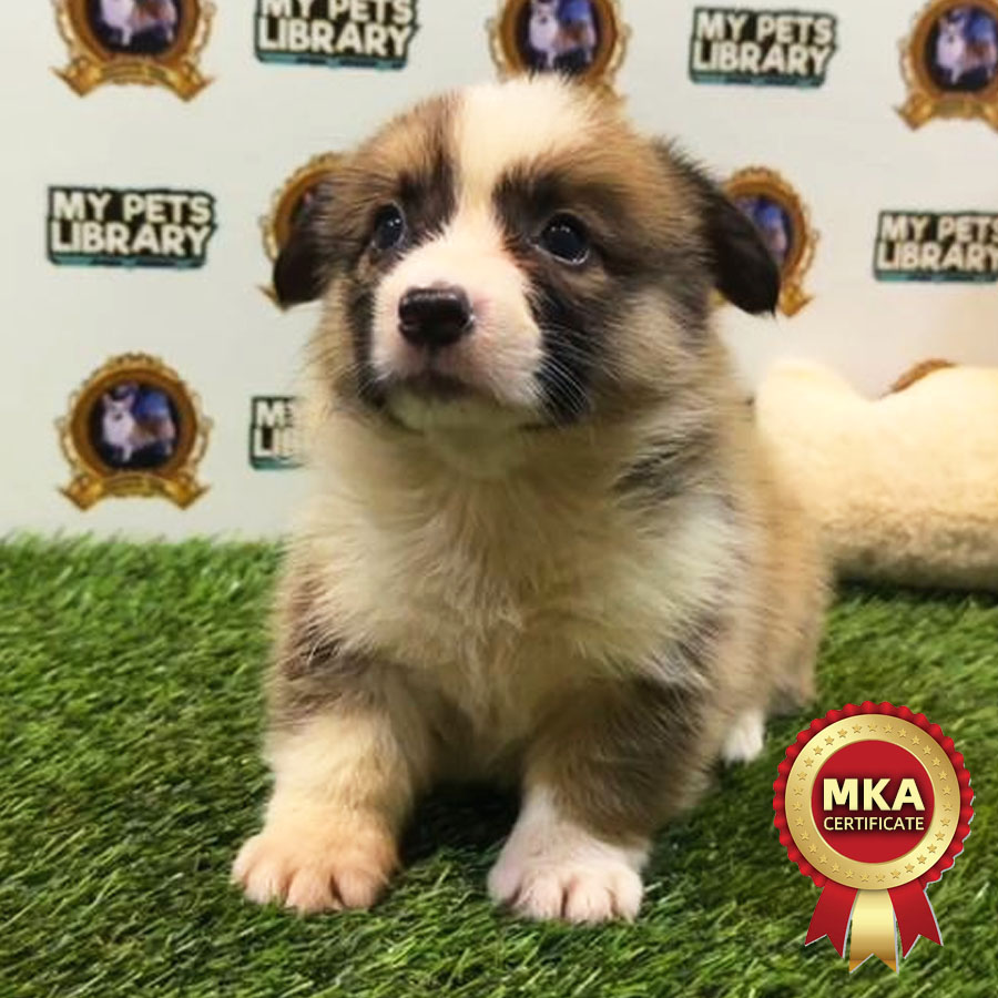 MKA Welsh Corgi Puppy (Female) For Sale