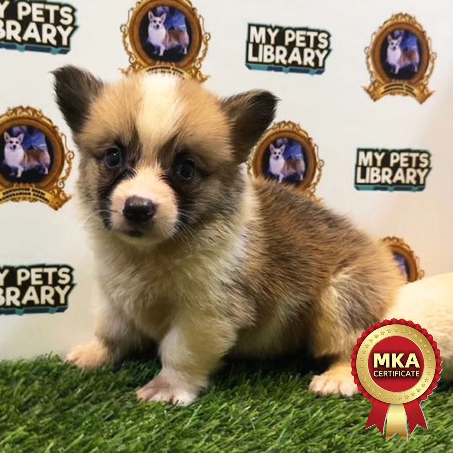 MKA Welsh Corgi Puppy (Male) For Sale