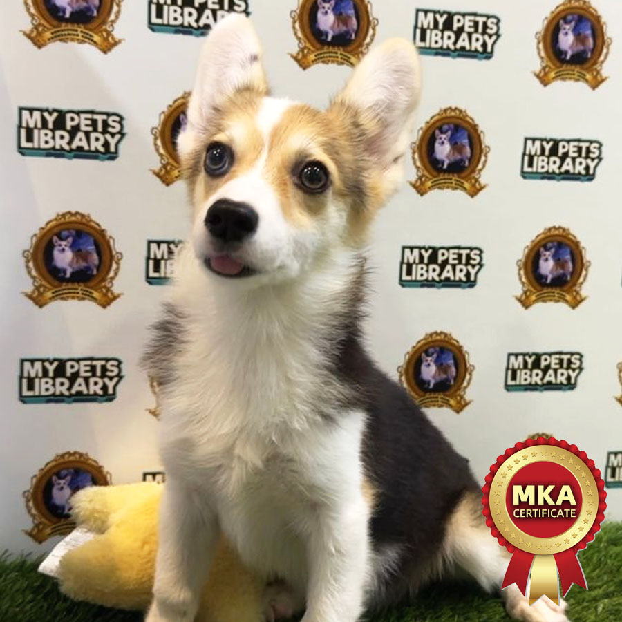 MKA Welsh Corgi Puppy (Female) For Sale