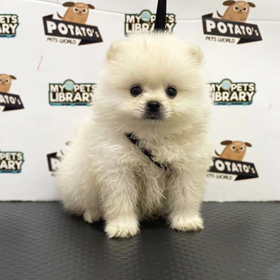 Pomeranian Puppy (Male) For Sale