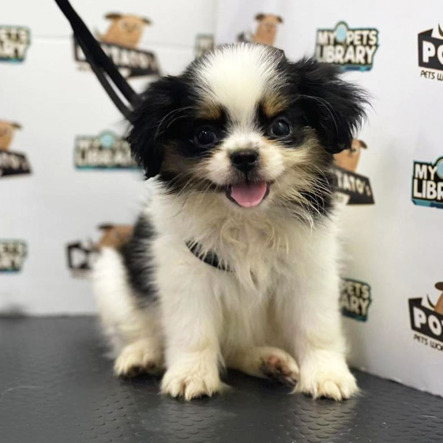 Chihuahua Puppy (Male) For Sale