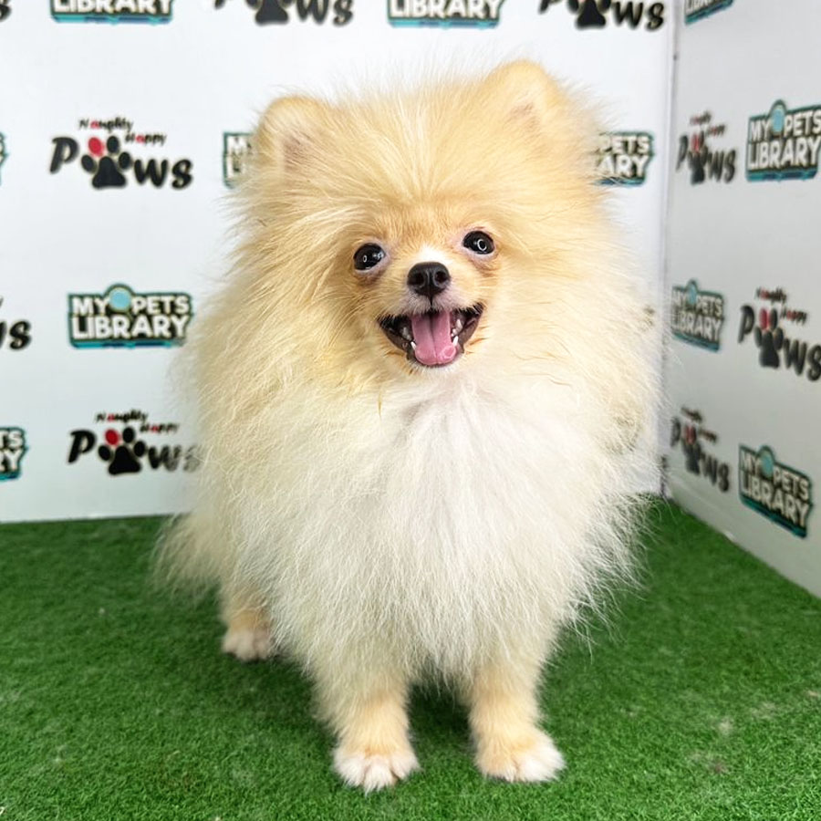 Pomeranian Puppy (Male) For Sale