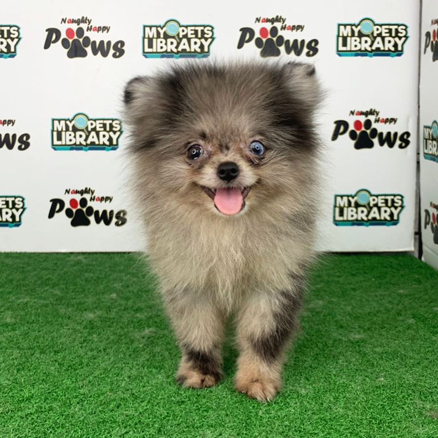 Pomeranian Puppy (Female) For Sale