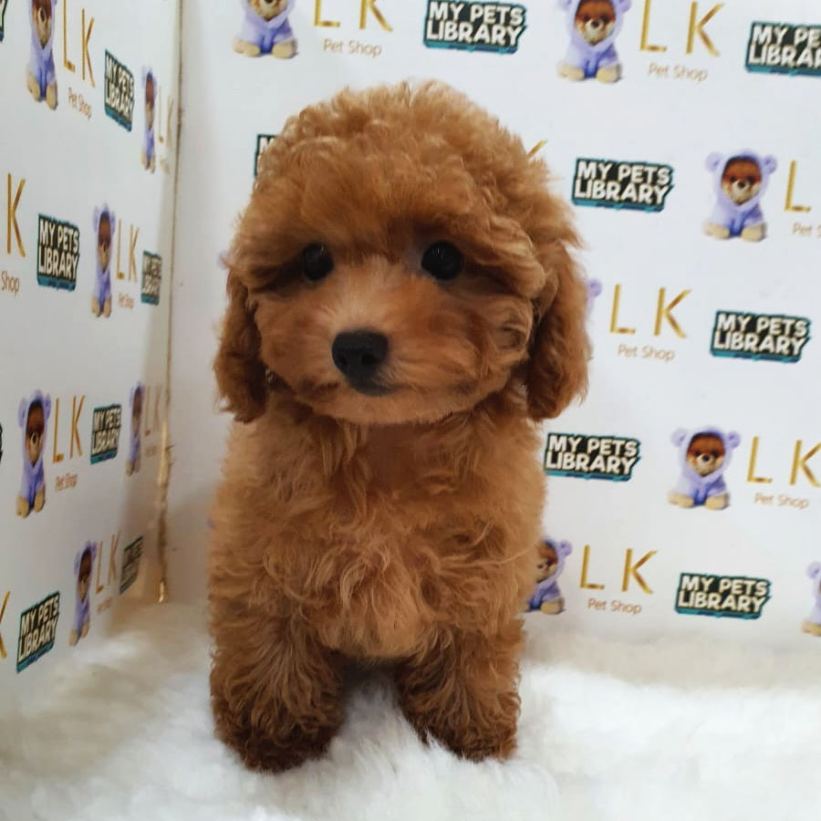 Toy Poodle Puppy (Female) For Sale