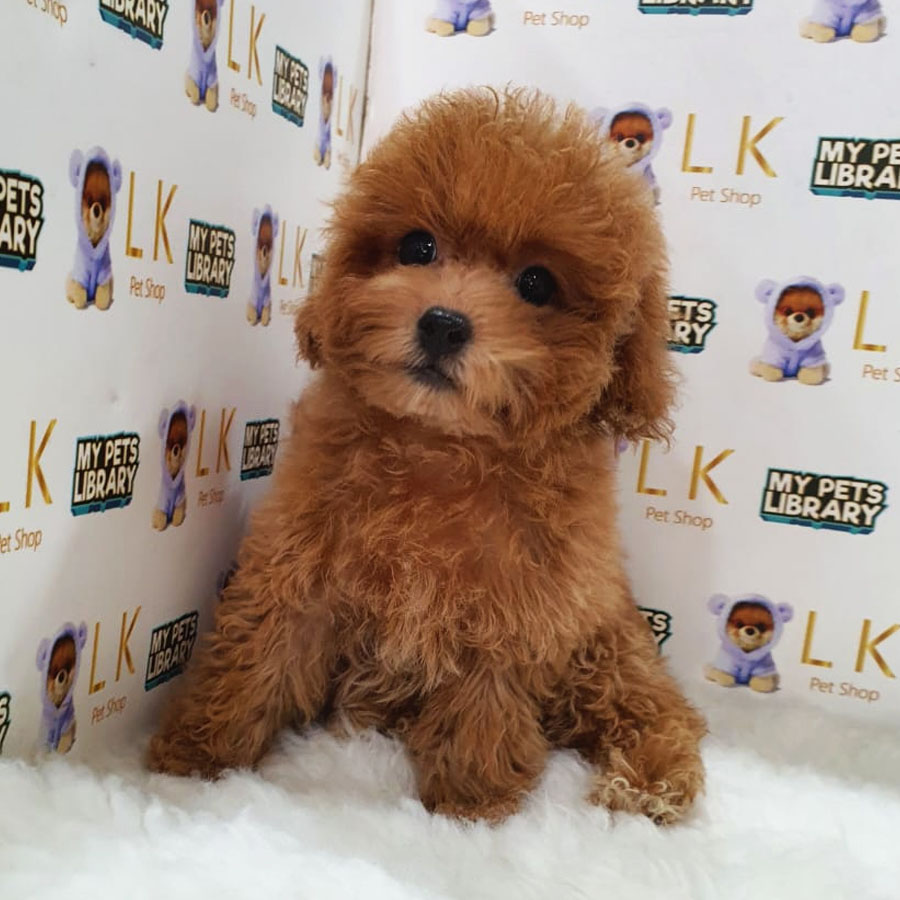 Toy Poodle Puppy (Female) For Sale