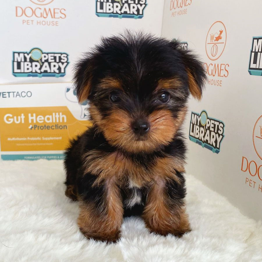 Yorkshire Terrier Puppy (Male) For Sale