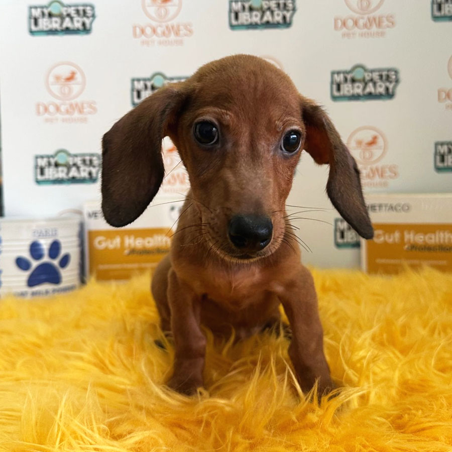 Miniature Dachshund Puppy (Male) For Sale