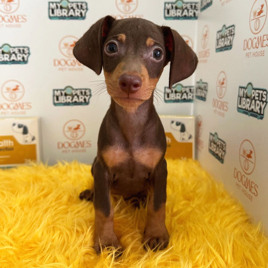 Miniature Dachshund Puppy (Male) For Sale