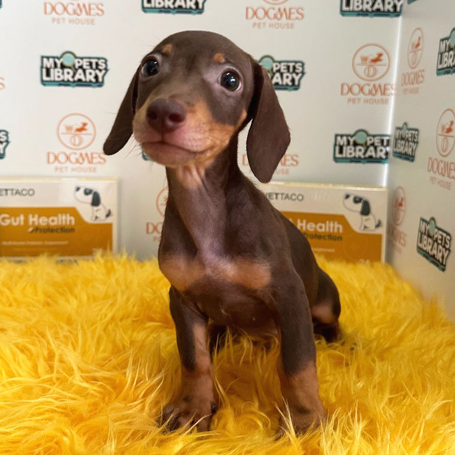 Miniature Dachshund Puppy (Male) For Sale