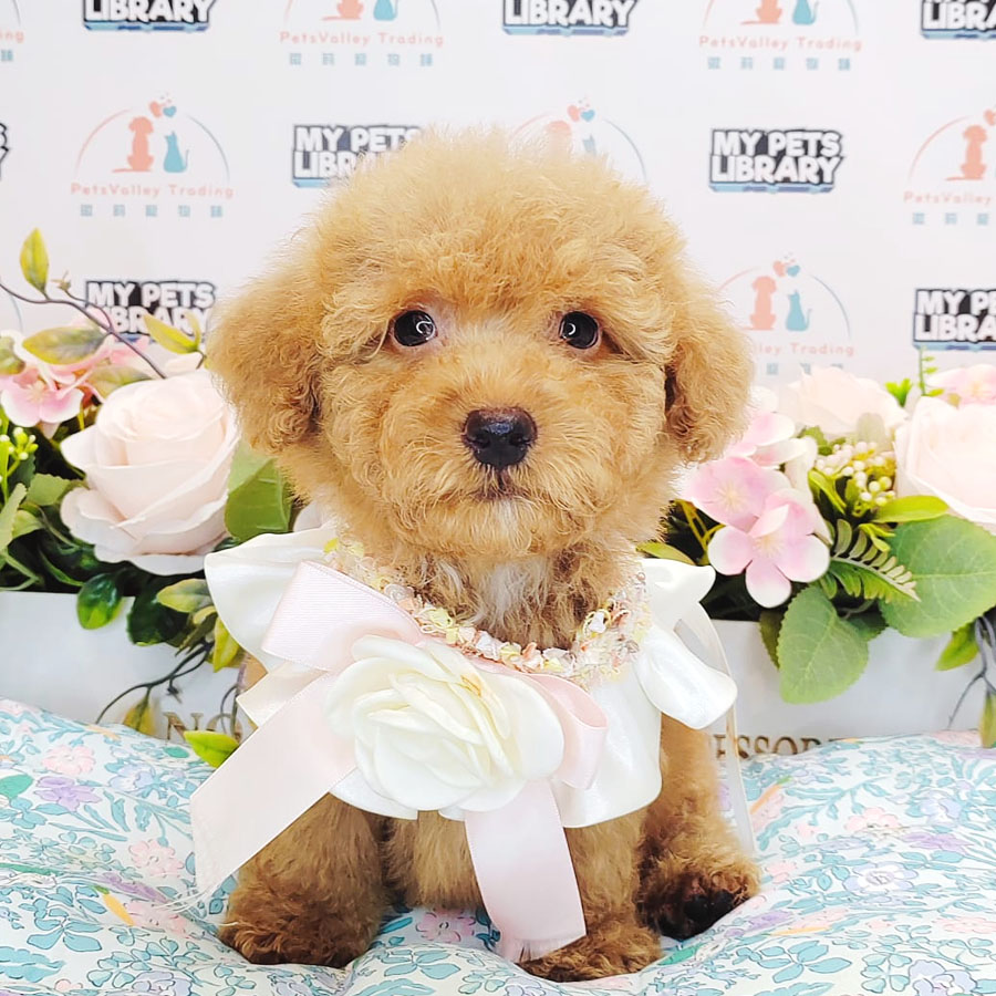 Toy Poodle Puppy (Male) For Sale