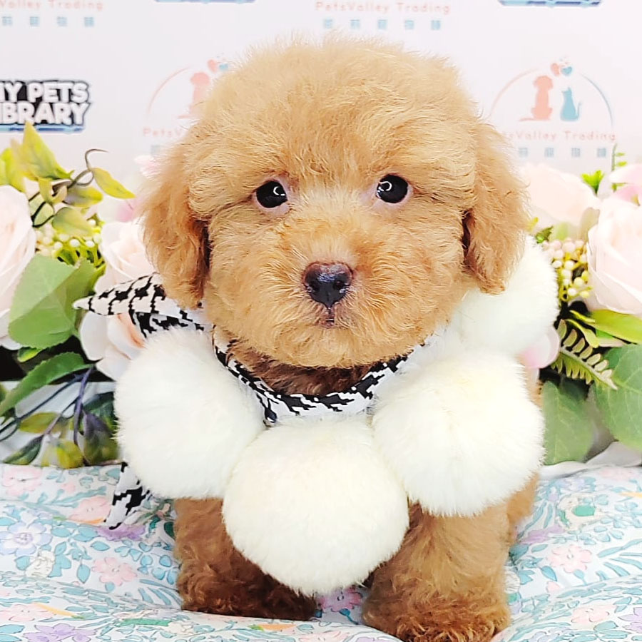 Toy Poodle Puppy (Male) For Sale