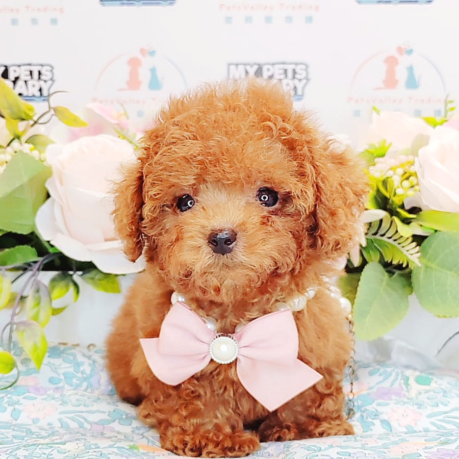Teacup Poodle Puppy (Female) For Sale