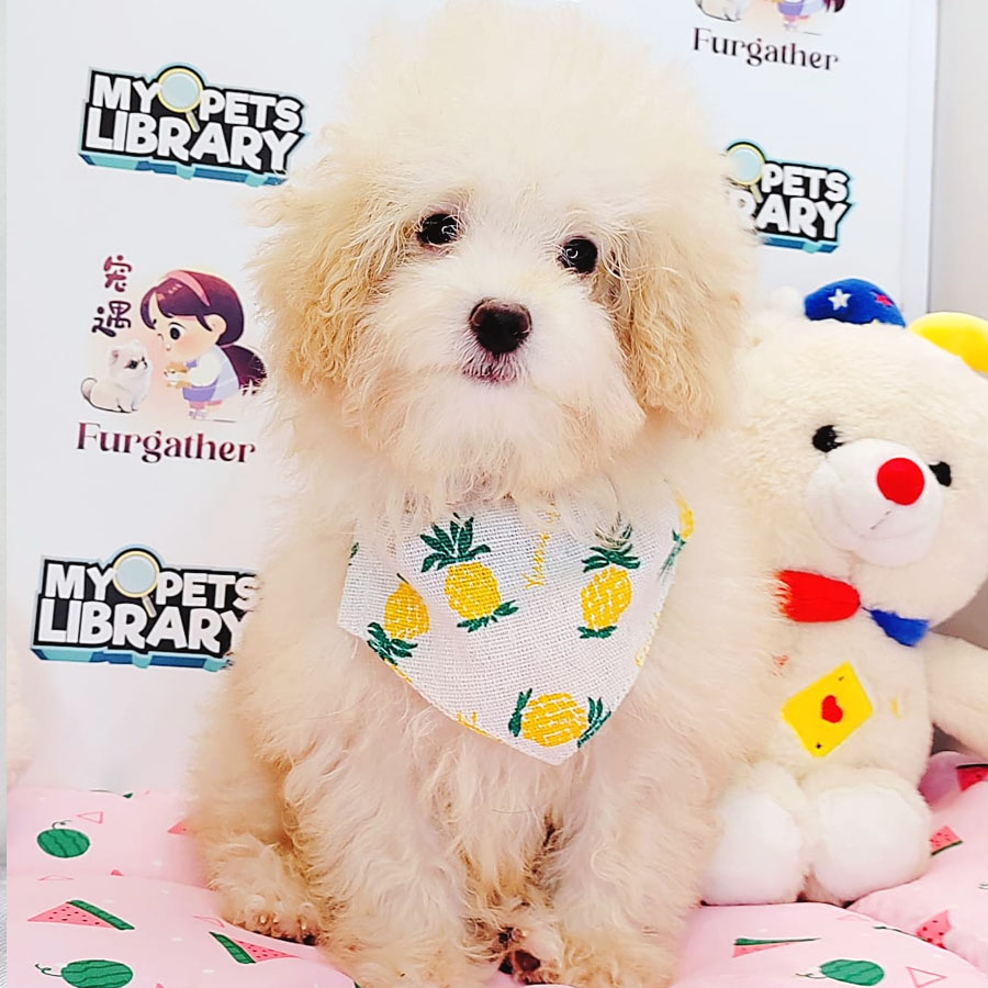 Maltipoo Puppy (Female) For Sale