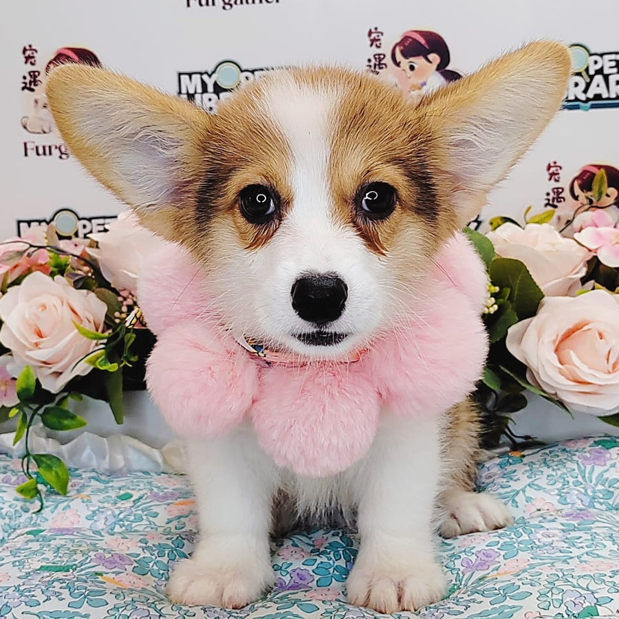 Welsh Corgi Puppy (Female) For Sale