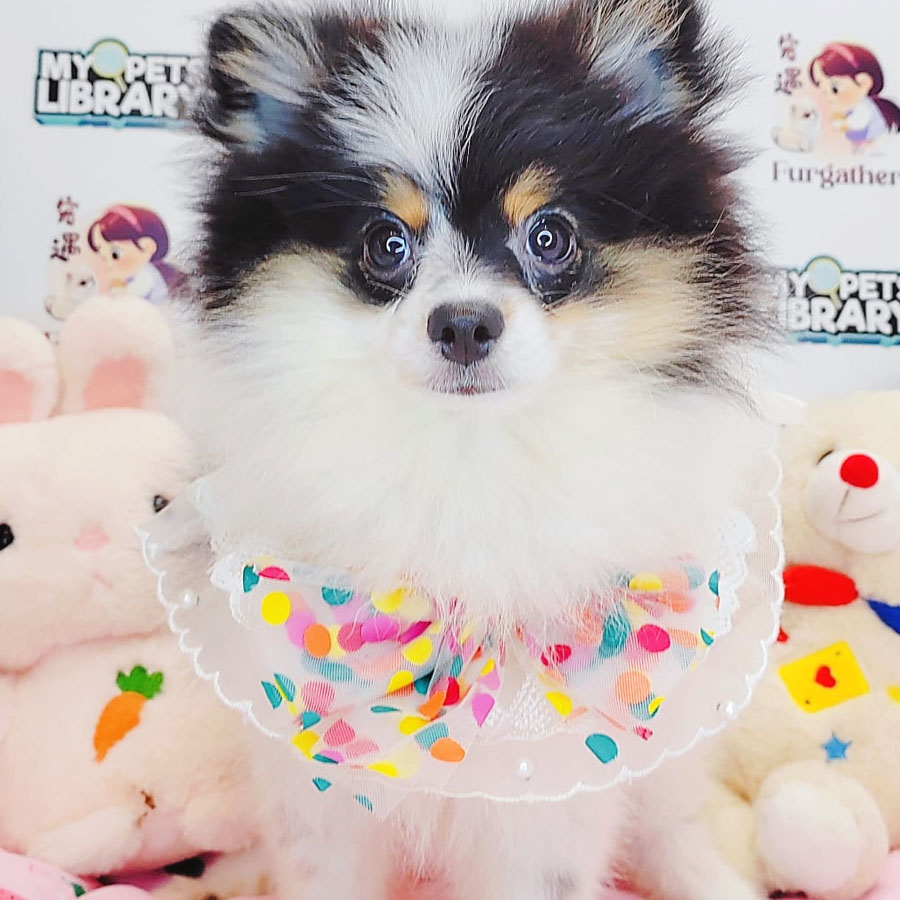Pomeranian Puppy (Female) For Sale