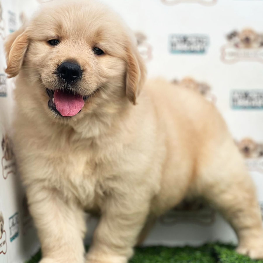 Golden Retriever Puppy (Female) For Sale