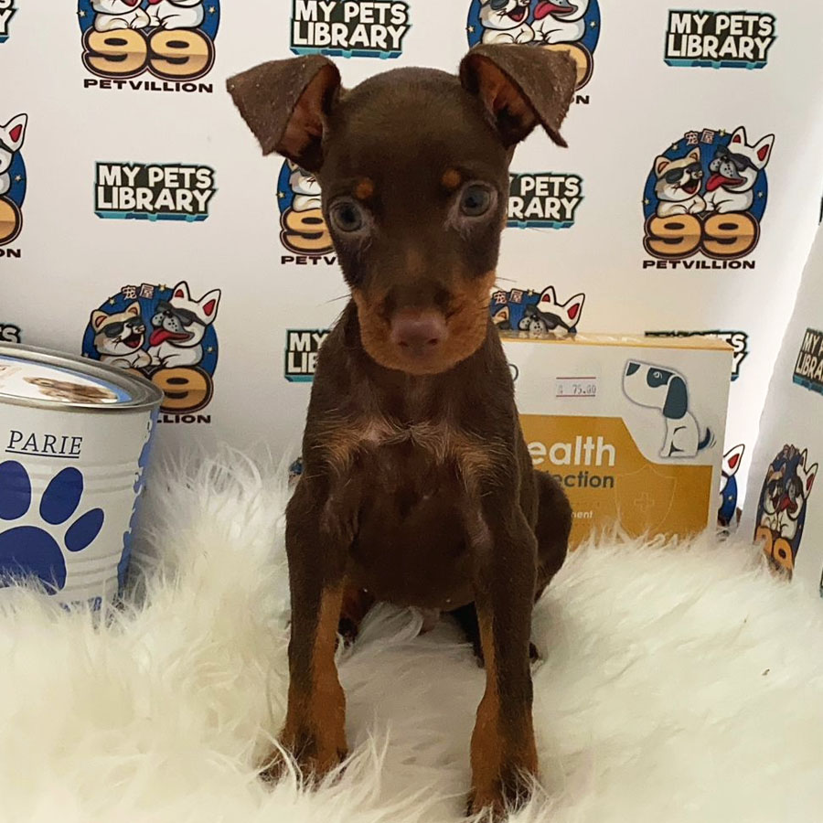 Pinscher Puppy (Male) For Sale