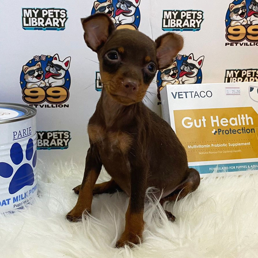 Pinscher Puppy (Female) For Sale