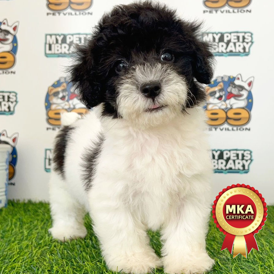 MKA Toy Poodle Puppy (Male) For Sale