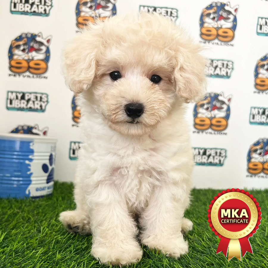 MKA Toy Poodle Puppy (Male) For Sale