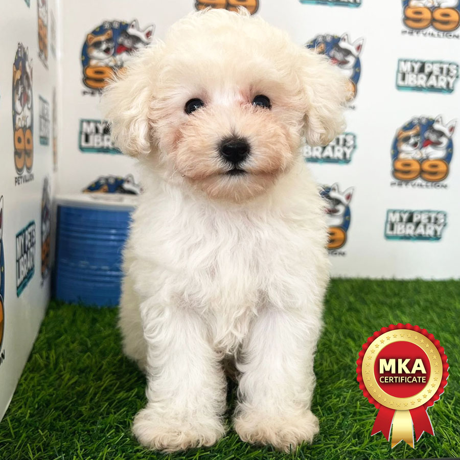 MKA Toy Poodle Puppy (Male) For Sale