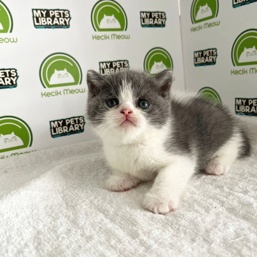 British Shorthair Kitten (Female) For Sale