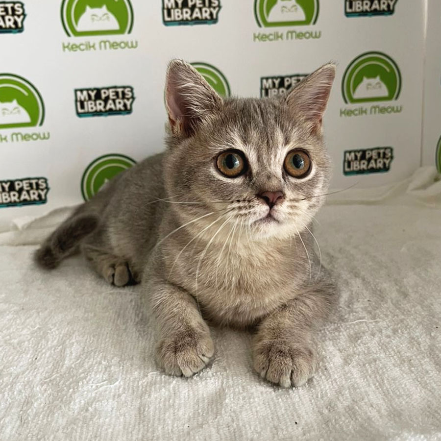 WCF British Shorthair Kitten (Female) For Sale